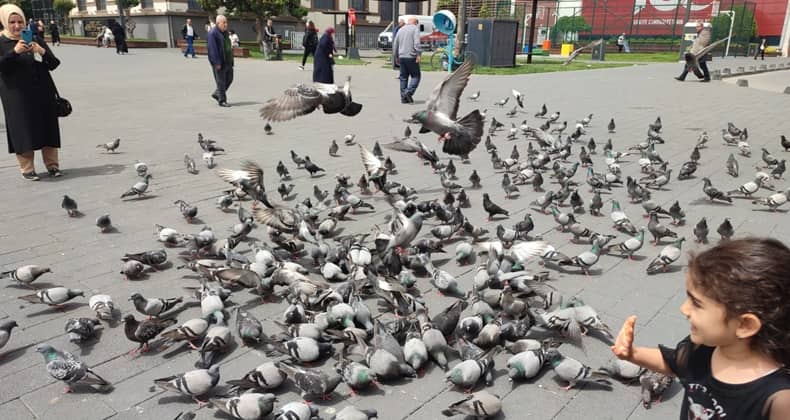 Güvercinlerin Keyifli Anları