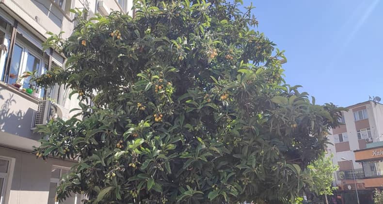 Yeni Dünya Ağacı Meyvesi Bahçede Olgunlaşıyor