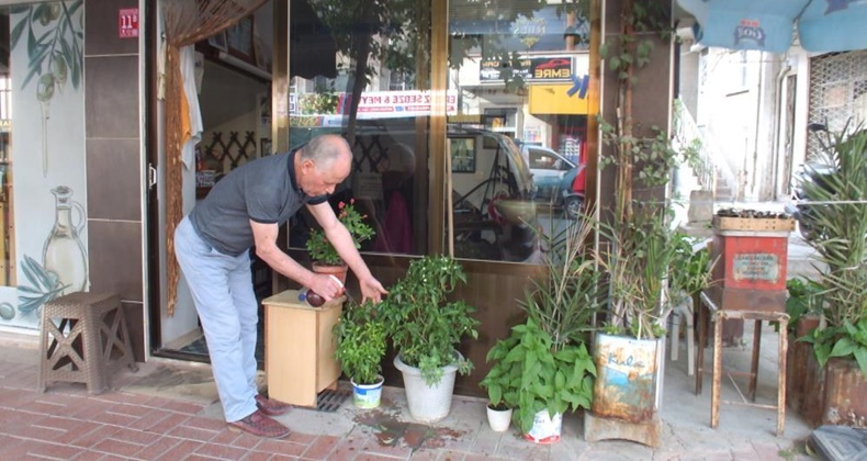 İki yıllık biber fidesi meyve verdi