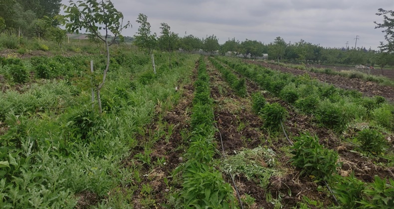 Ekiminden hasadına kadar Büyükşehir yanlarında
