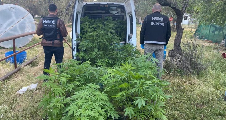 545 kök Hint keneviri ve 1 adet ruhsatsız tüfek ele geçirildi