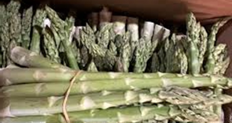 Kuşkonmazın Sağlığa Faydaları Araştırmalarla Doğrulandı