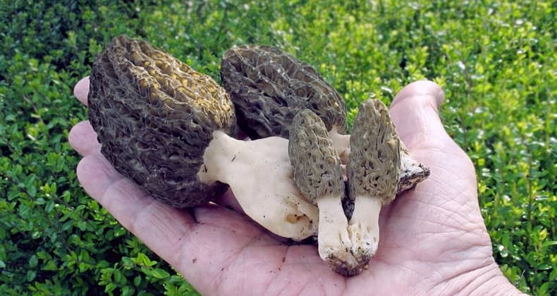 İlkbahar mantarlarına dikkat