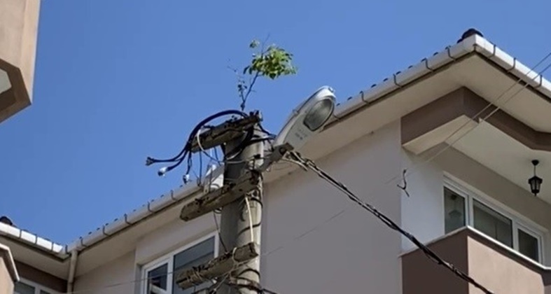 ELEKTRİK DİREĞİNİN TEPESİNDE AĞAÇ FİLİZLENDİ