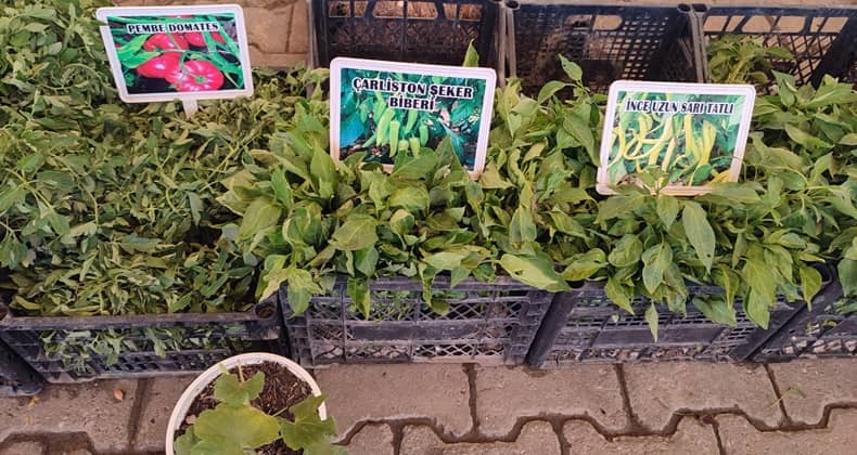 Biber ve Domates Fideleri