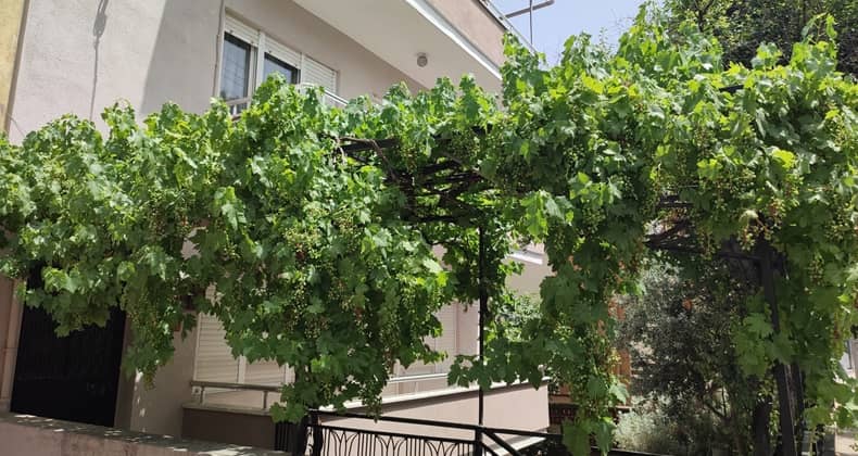 Üzümler Büyümeye Başladı