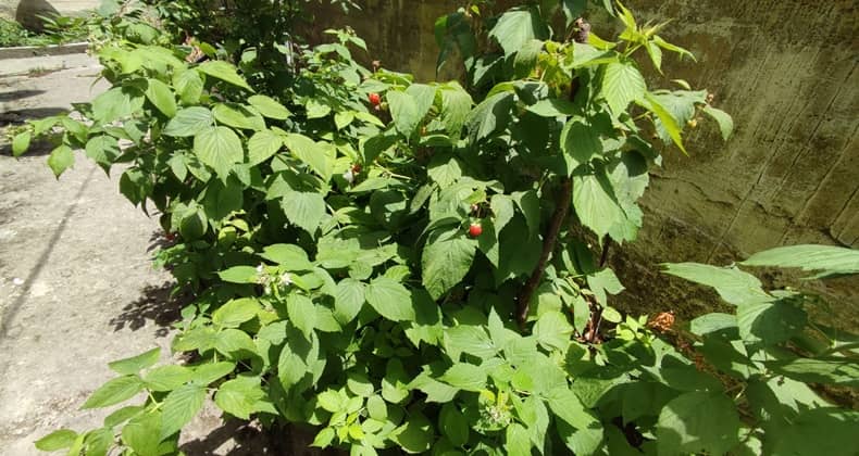 Böğürtlenler Meyve Vermeye Başladı