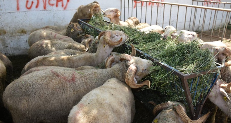 Edremit Kurban Bayramı'na hazır HABER (8)