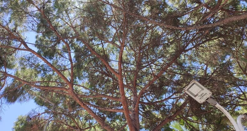 Fıstık Çamı Ağacı ve Sağlığa Faydaları