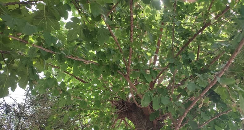 Kaldırımda Bulunan Dut Ağacı