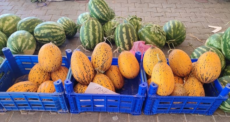 Kavunun Kilo Fiyatı 15 TL Tanesi İse 100 TL