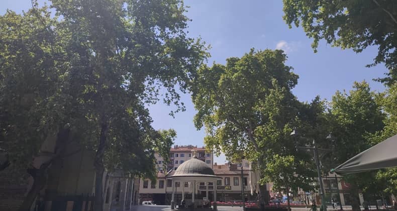 Kuşlara ve İnsana Huzur Sunuyor