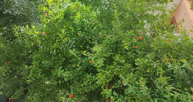 Nar Ağacı Çiçek Açmaya Başladı