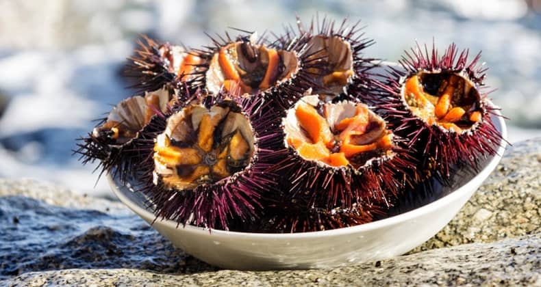 Protein ve Omega-3 Deposu Deniz Kestanesi