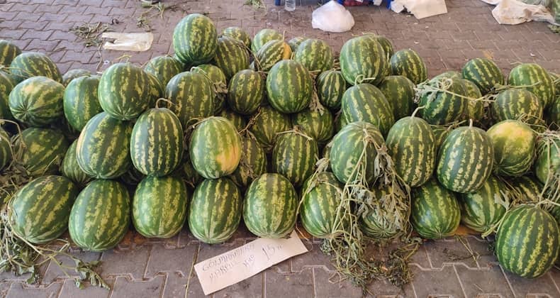Gölmarmara Karpuzu lezzetiyle dikkat çekiyor