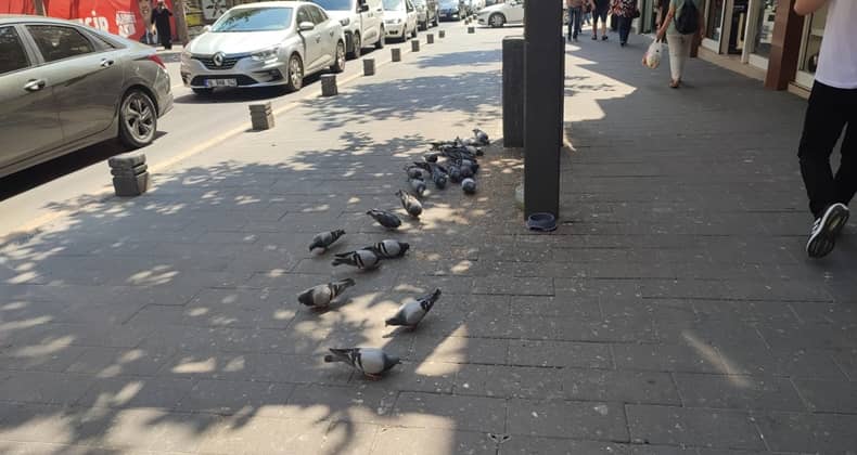 Sevgi Dolu İnisiyatif