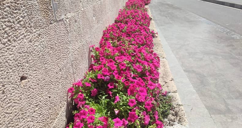 Zağnos Paşa Camii’nin Yaz Güzelliği
