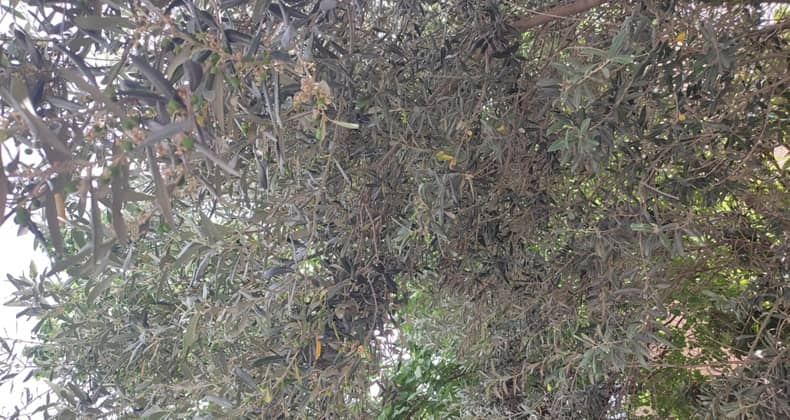 Zeytin Ağacı Meyveleri Büyümeye Başladı