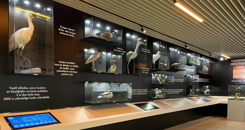 Kuş Cenneti Milli Parkı’ndaki taksidermiler kayboldu