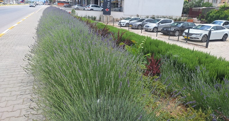 Lavantalar Göz Kamaştırıyor