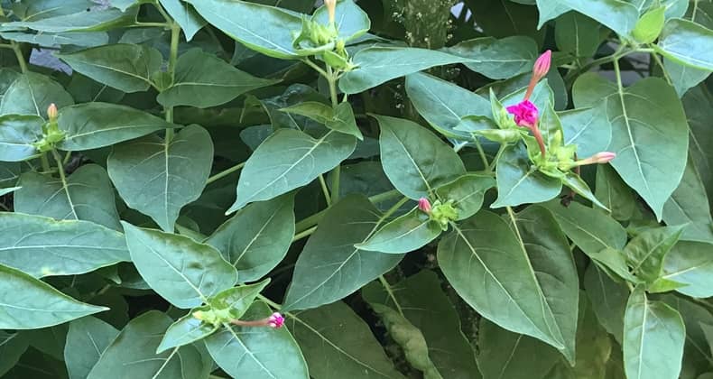 Akşamsefası çiçekleri Balıkesir sokaklarını renklendiriyor