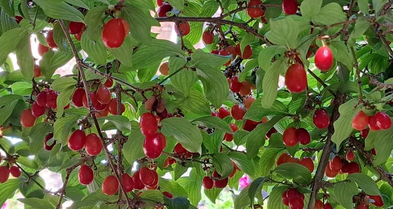 Seleleri Hazırlayın Kızılcıklar Oluyor