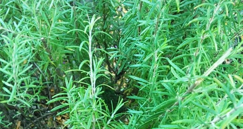 Biberiyenin Kullanım Şekilleri ve Faydaları