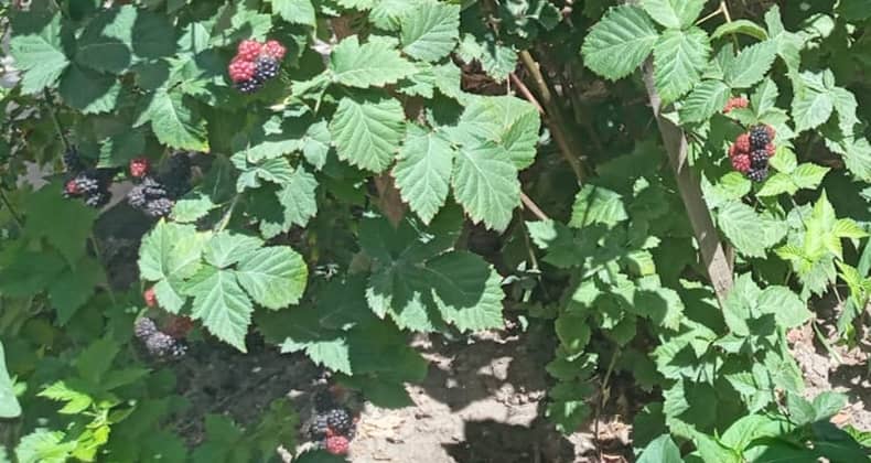 Böğürtlen hem ekonomiye hem de sağlığa faydalı