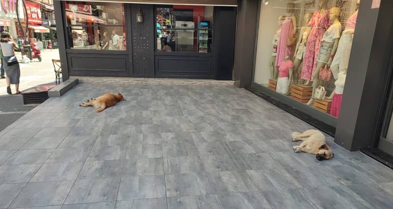 Sokak Köpeklerinin Sıcakla Mücadelesi