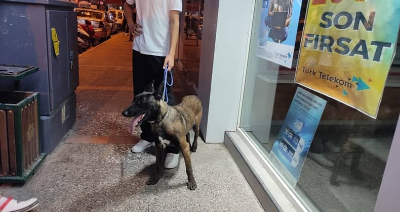 Evcil Köpeğini Akşam Serinliğinde Gezdiriyor