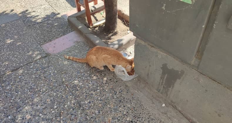 Kuru Mamayı Afiyetle Yedi