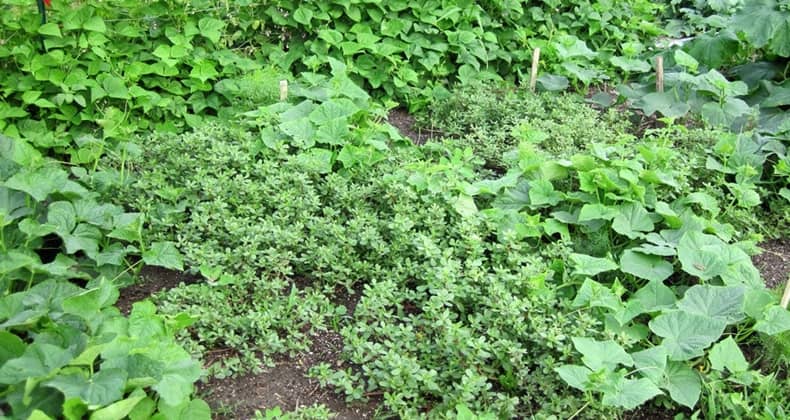 Sağlığımızın da bütçemizin de dostu Semizotu