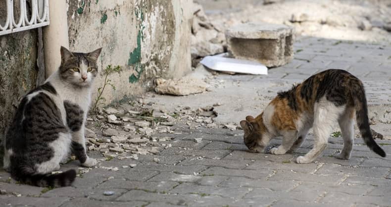 Sıcak Havalar Sokaktaki Canları da Zorluyor