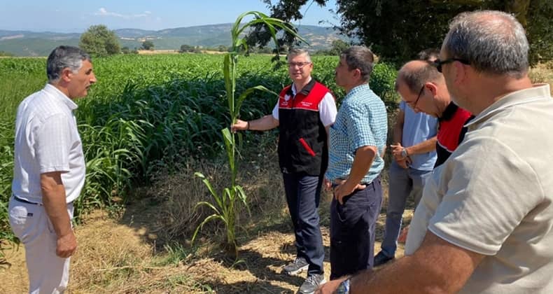 Sorgum Sudan Otundan yüksek verim elde edildi