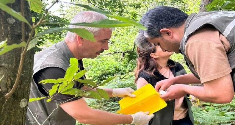 Kapıdağ’da “dumansız yangın” ile biyolojik mücadele başladı