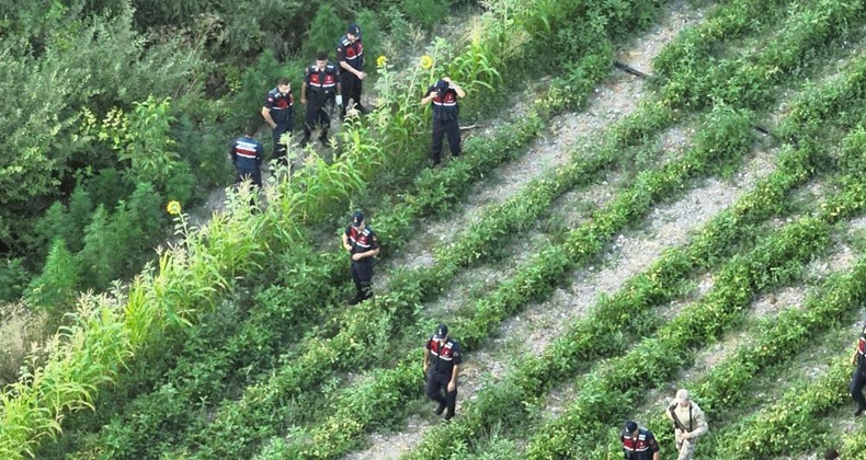 Balıkesir’de 150 kök kenevir ele geçirildi