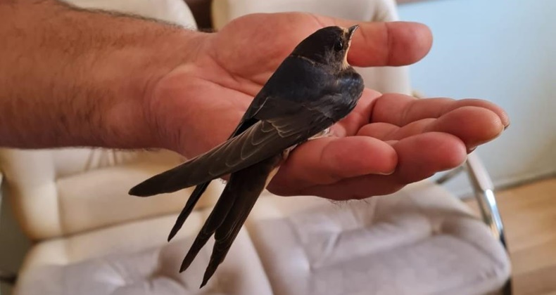 Yaralı kırlangıca zabıta ekipleri sahip çıktı