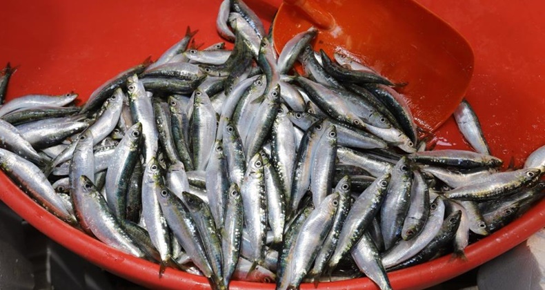 Sağlığınız İçin Besleyici Bir Seçenek