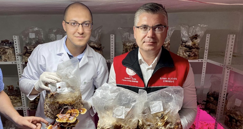 ”Ölümsüzlük Mantarı” Reishi Hasat Edildi