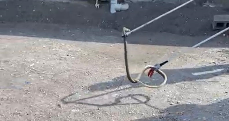yılan