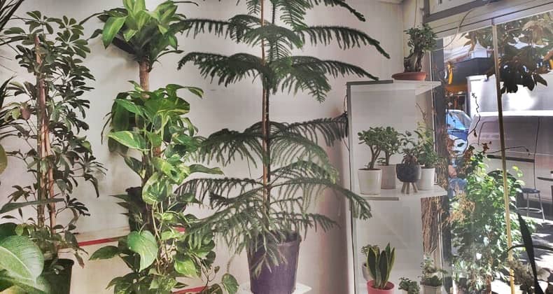 Araucaria Hakkında Önemli Bilgiler