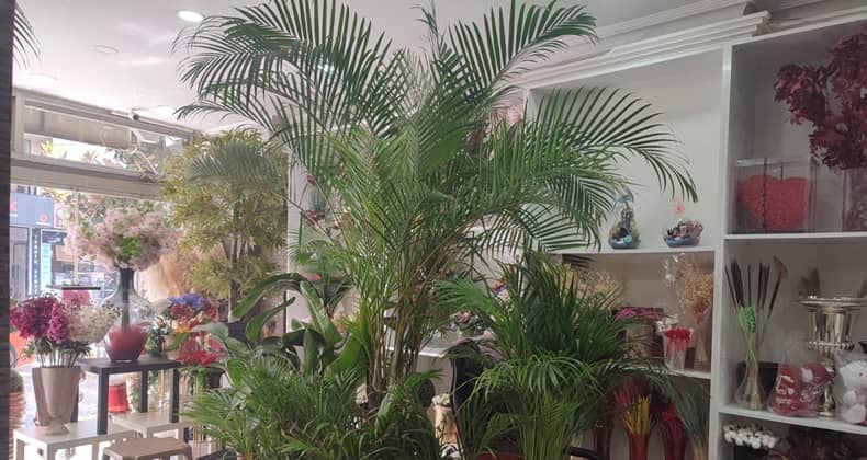 Areka Palmiyesi ile Mekânlara Tropikal Dokunuş