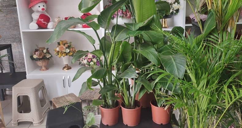 Starliçe Çiçeği Bakımı ve Çoğaltma Yöntemleri