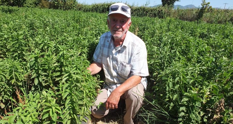 Burhaniye Stevia üretim merkezi oldu