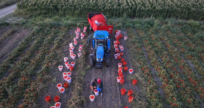 Büyükşehir’in tarımsal sulama desteğiyle ilk hasat yapıldı