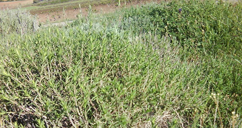 Dağ Kekiği Suyunu Bardak Bardak İçin