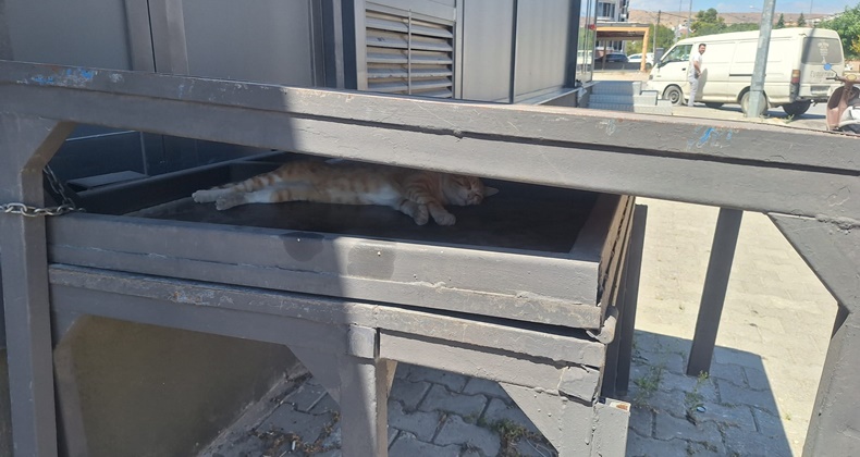 kedi