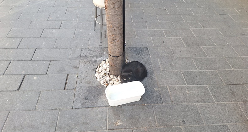Balıkesir’de Sokak Hayvanlarına Sahip Çıkma Seferberliği