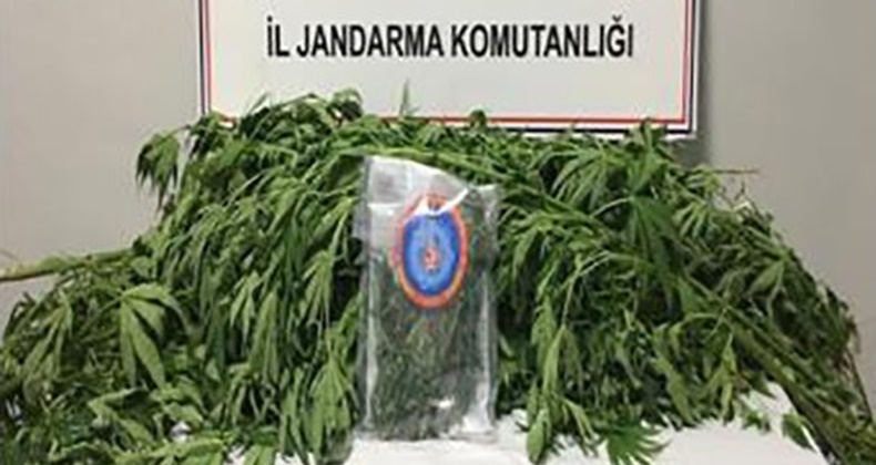 Balıkesir’de 62 kök kenevir bitkisi ele geçirildi