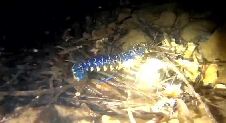 Nadir görünen mavi ıstakoz Ayvalık açıklarında görüntülendi